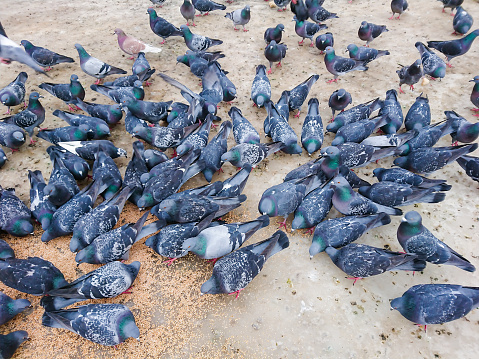 istockphoto-1133021700-170667a