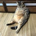 cat_fat