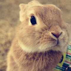 Адам_Святов