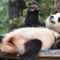 Pandaddd