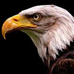 Гол-как-сокол