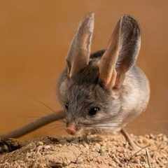 КРЯкающий_ТушканЧеГ