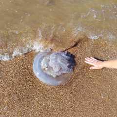 Роман_Шумин