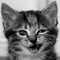 user_photo