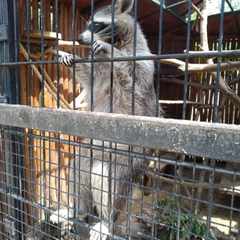 обыкновенныййож