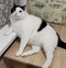 user_photo