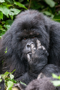 almost.gorilla