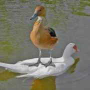 Geman_N