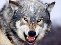 Alex_Wolf_