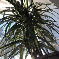 Радар_Детектор