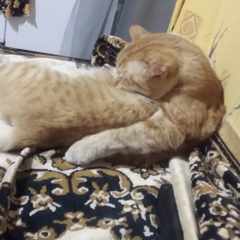 Эльдар_Гильманов