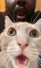 user_photo